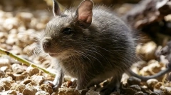 Šta i koliko za nahraniti degu koji jede čileanske proteine ​​kod kuće